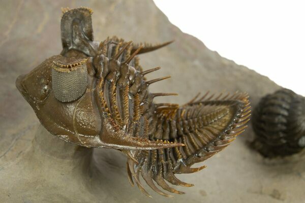 An amazingly prepared Erbenochile trilobite from Morocco showing that these extrodinary fossil arthropods can also be natural works of art.